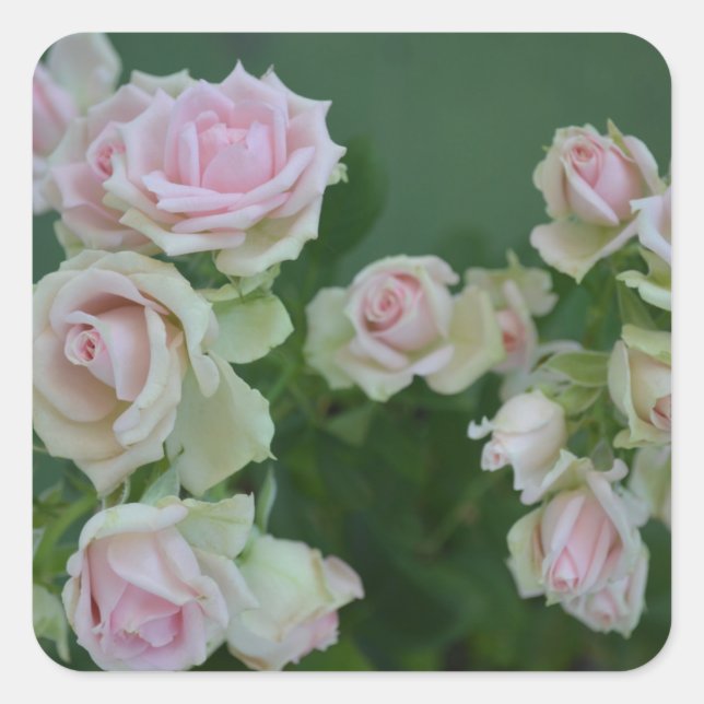 Schöne hellrosa Rose Quadratischer Aufkleber (Vorderseite)