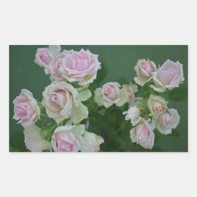 Schöne hellrosa Rose Rechteckiger Aufkleber (Vorderseite)