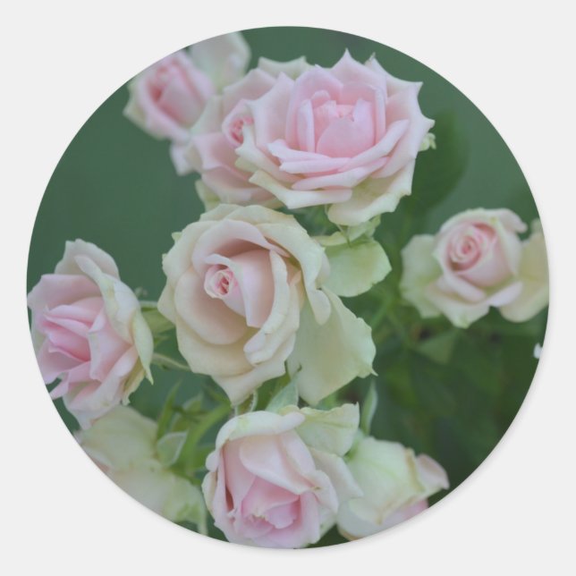 Schöne hellrosa Rose Runder Aufkleber (Vorderseite)