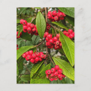Schöne Herbstfrüchte Hallo-Karte Postkarte