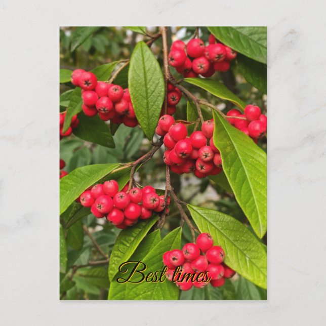 Schöne Herbstfrüchte Hallo-Karte Postkarte (Vorderseite)