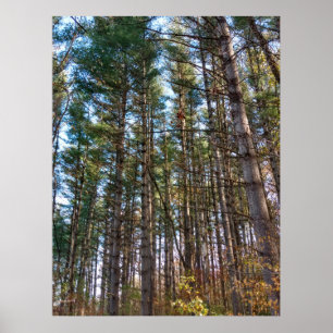 Schöne Herbstkiefern Poster