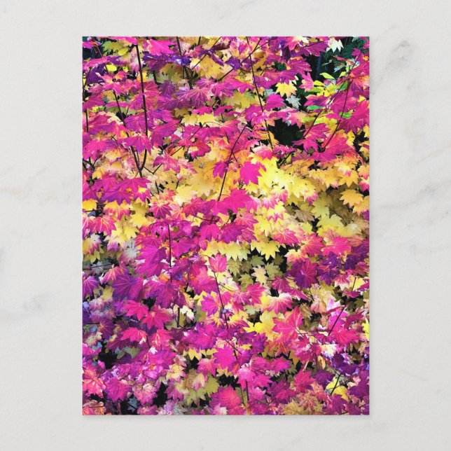 Schöne Herbstlaube Postkarte (Vorderseite)