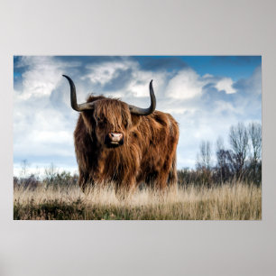 Schöne Highland Cattle Poster