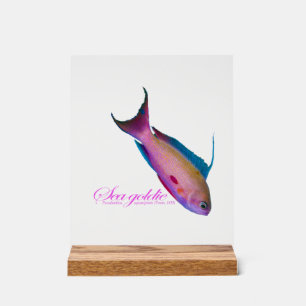 Schöne Hochzeitsfärbung für den Sea Goldy Acrylschild