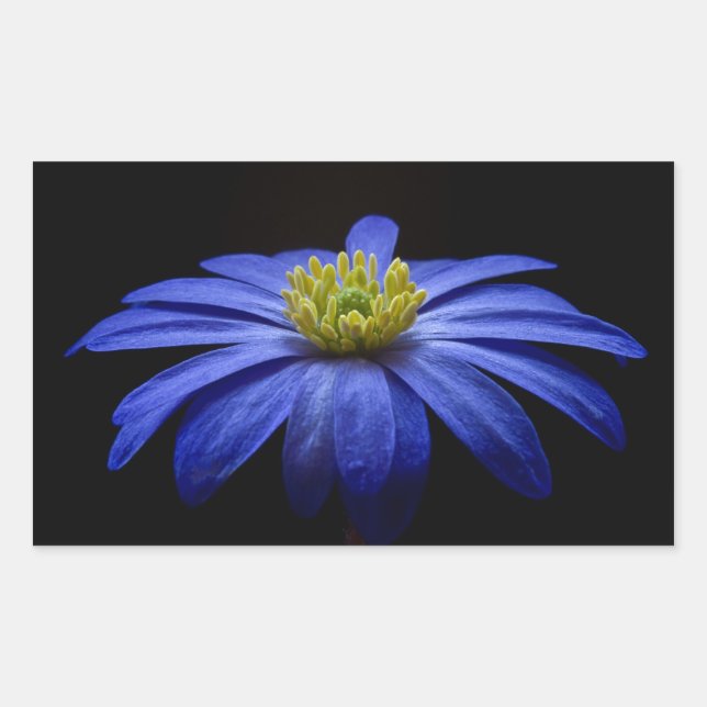 Schöne Hübsche blaue Blume auf Black Rechteckiger Aufkleber (Vorderseite)