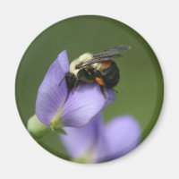 Schöne Hummel-Biene