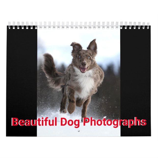 Schöne Hunde-Fotos Kalender (Titelbild)