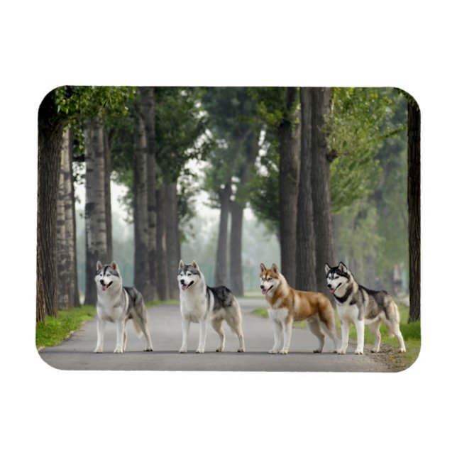 Schöne Husky Hunde auf einem Naturlehrpfad Magnet (Horizontal)