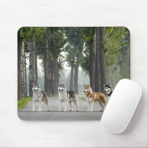 Schöne Husky-Hunde auf einem Naturlehrpfad Mousepad
