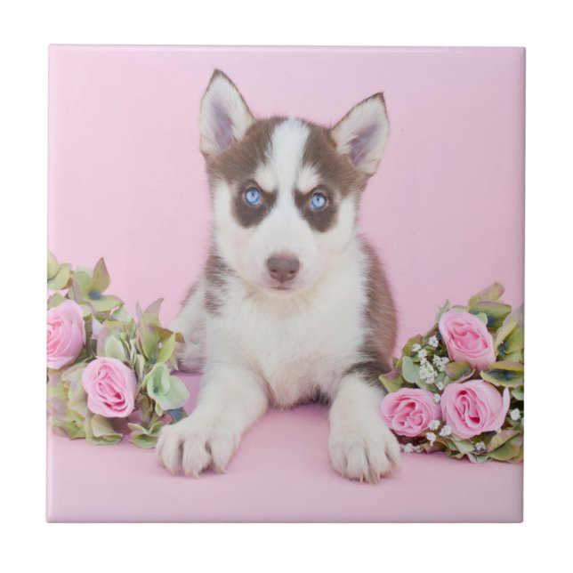 Schöne Husky-Welpe mit rosa Rosen Fliese (Vorderseite)