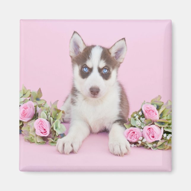 Schöne Husky-Welpe mit rosa Rosen Magnet (Vorne)