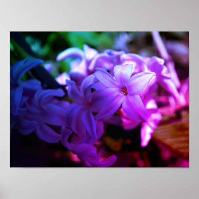 Schöne Hyazinthe (Hyacinthus) Blume Poster (Vorne)