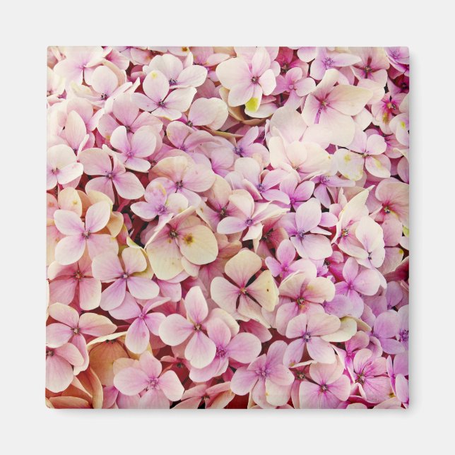 Schöne Hydrangea-Blume Magnet (Vorne)