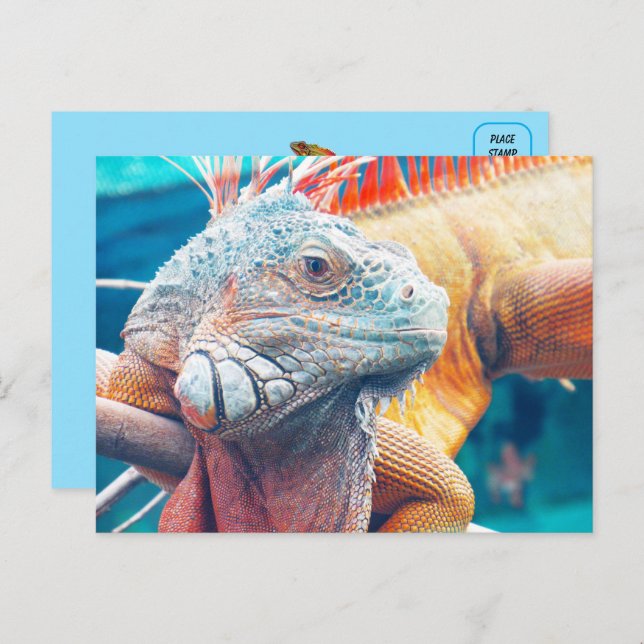 Schöne iguana Postkarte (Vorne/Hinten)