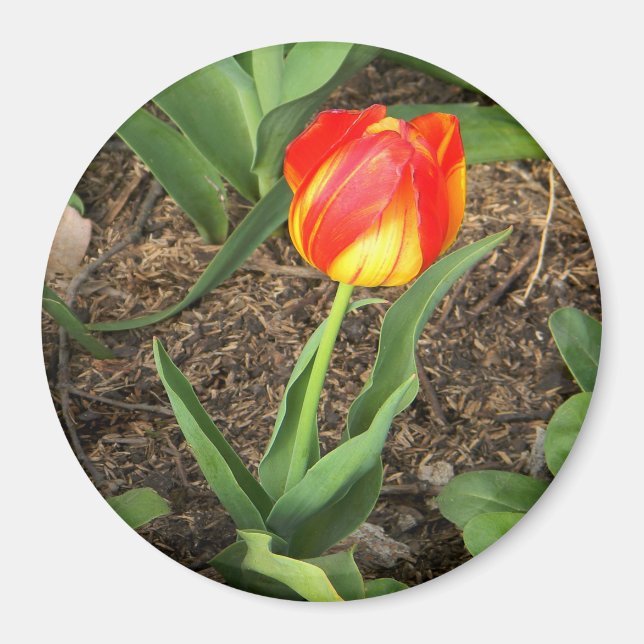 Schöne im Frühling ...... Magnet (Vorne)