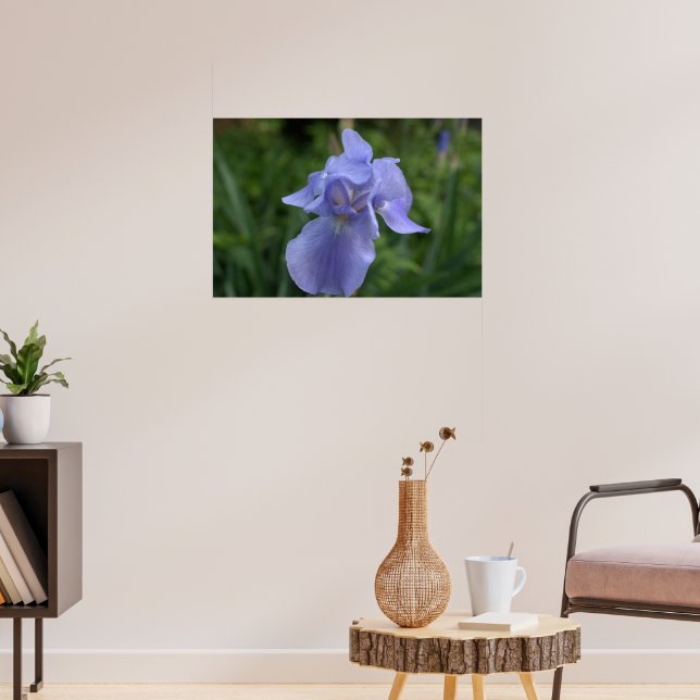 Schöne Immergrün-Schwertlilie Poster (Wohnzimmer 3)