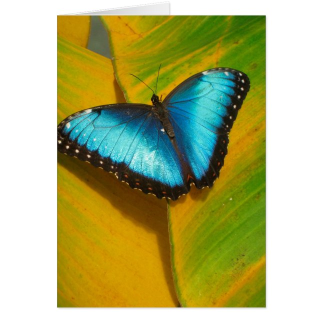 Schöne, iridescent Butterfly (Vorne)