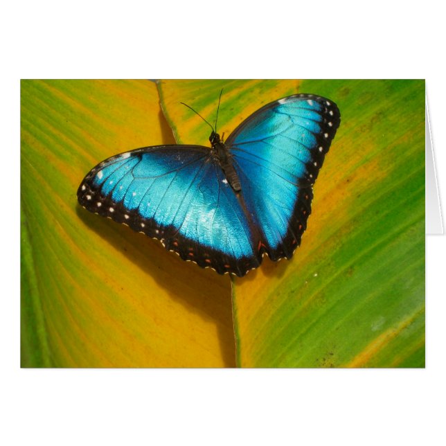 Schöne, iridescent Butterfly (Vorderseite (Horizontal))