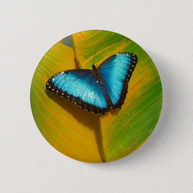 Schöne, iridescent Butterfly Button (Vorderseite)