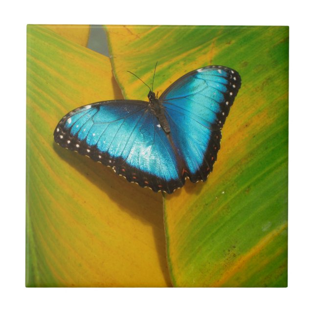 Schöne, iridescent Butterfly Fliese (Vorderseite)
