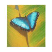 Schöne, iridescent Butterfly