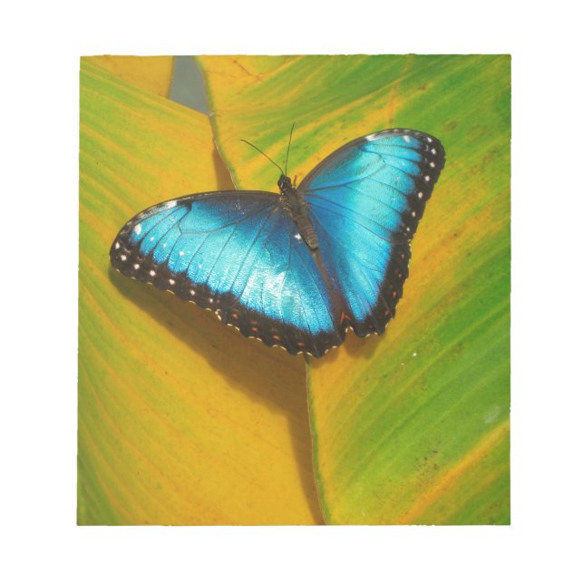 Schöne, iridescent Butterfly Notizblock (Vorderseite)