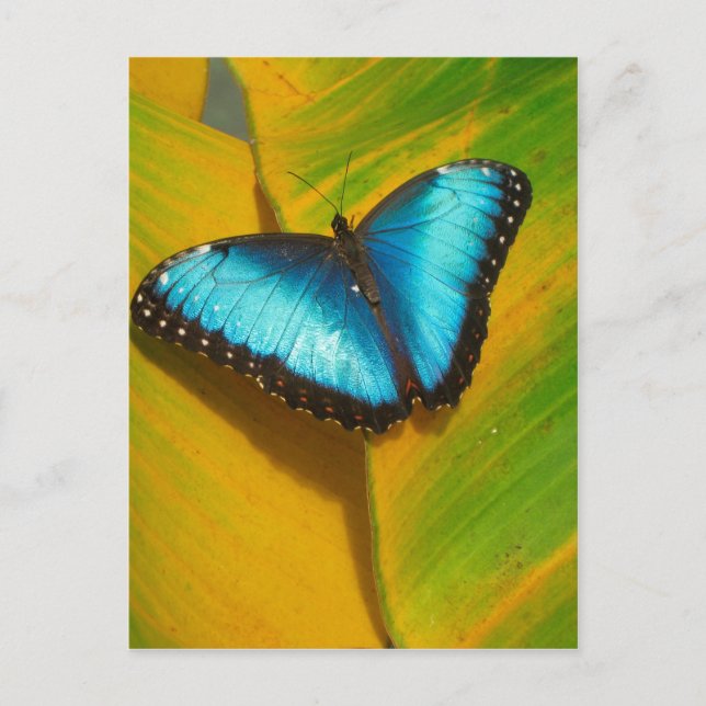 Schöne, iridescent Butterfly Postkarte (Vorderseite)