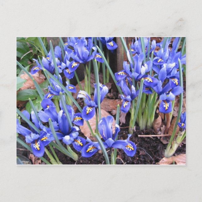 SCHÖNE IRIEN POSTKARTE (Vorderseite)