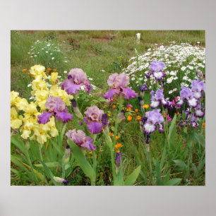 Schöne Iris Schwertlilien Blumen Garten Poster