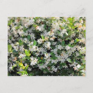 Schöne Jasmine-Blume Postkarte