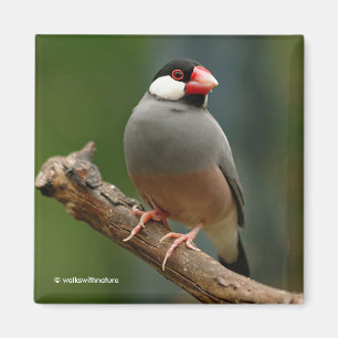 Schöne Java Finch Songbird Magnet