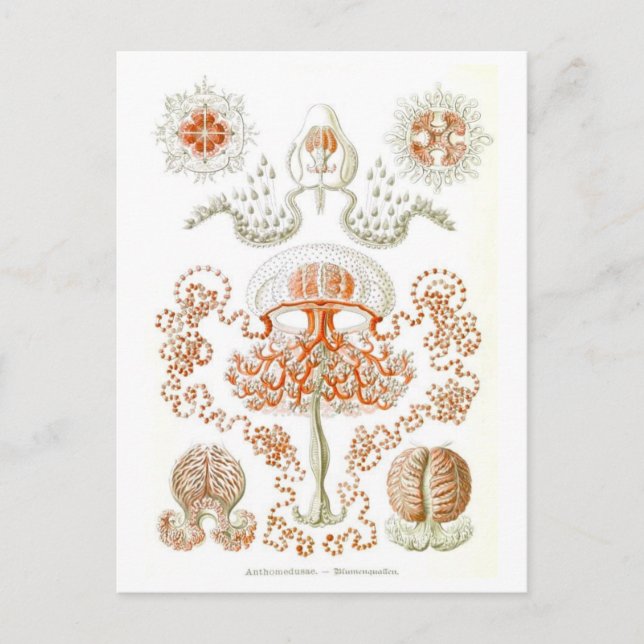 Schöne Jellyfish Postkarte (Vorderseite)