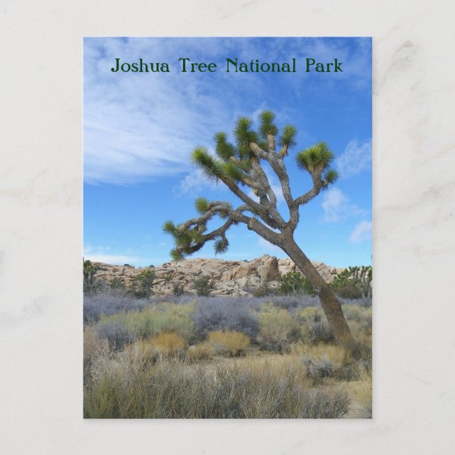 Schöne Joshua Tree Postcard! Postkarte (Vorderseite)