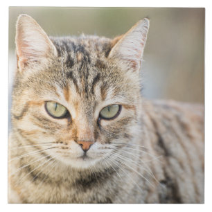 Schöne Katze Fliese