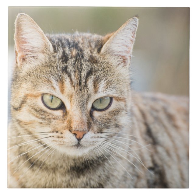 Schöne Katze Fliese (Vorderseite)