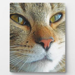 Schöne Katze Fotoplatte