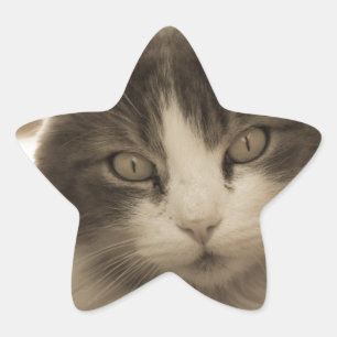 Schöne Katze im Sepia-Stil Stern-Aufkleber