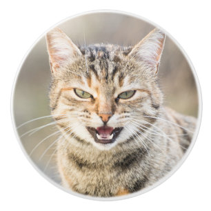 Schöne Katze Keramikknauf