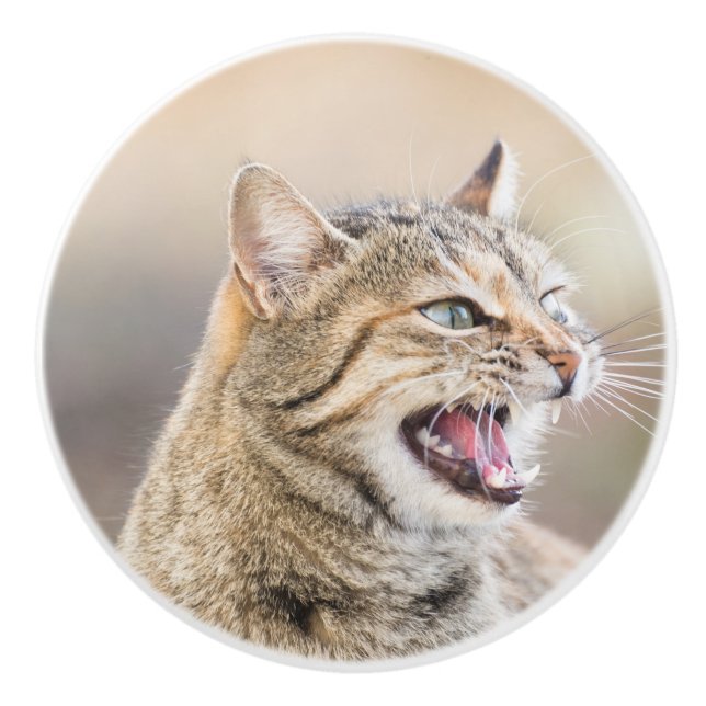 Schöne Katze Keramikknauf (Vorderseite)