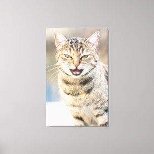 Schöne Katze Leinwanddruck