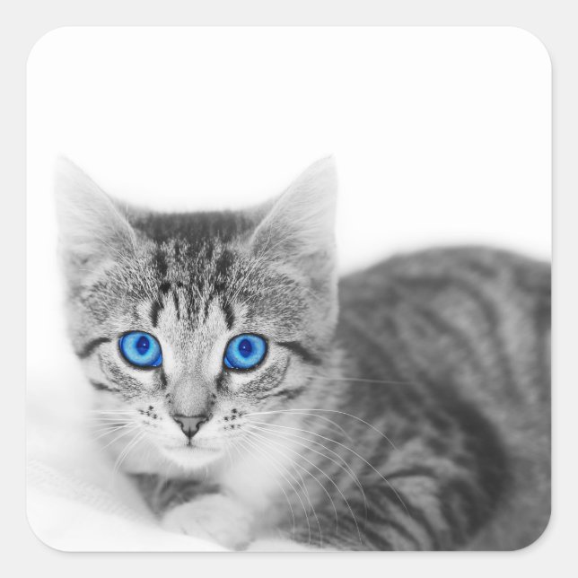 Schöne Katze mit blauen Augen Quadratischer Aufkleber (Vorderseite)