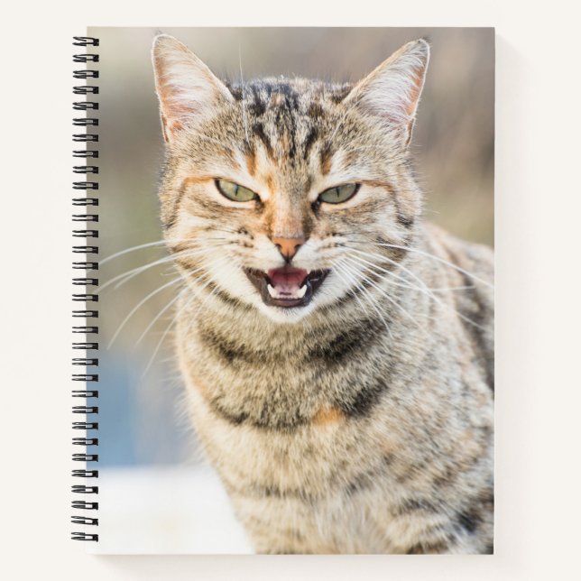 Schöne Katze Notizbuch (Vorderseite)