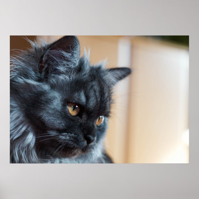 Schöne Katze Poster (Vorne)