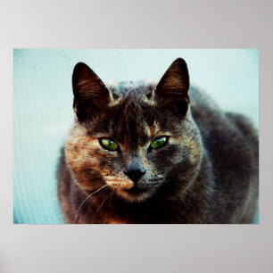 Schöne Katze Poster
