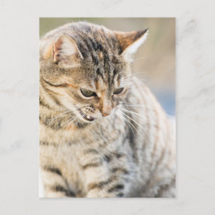 Schöne Katze Postkarte