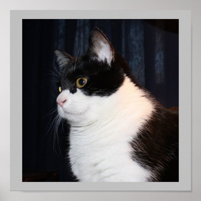 Schöne Katze Print Poster (Vorne)