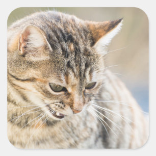 Schöne Katze Quadratischer Aufkleber