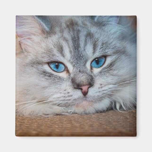 Schöne katzenblaue Augen Magnet (Vorne)
