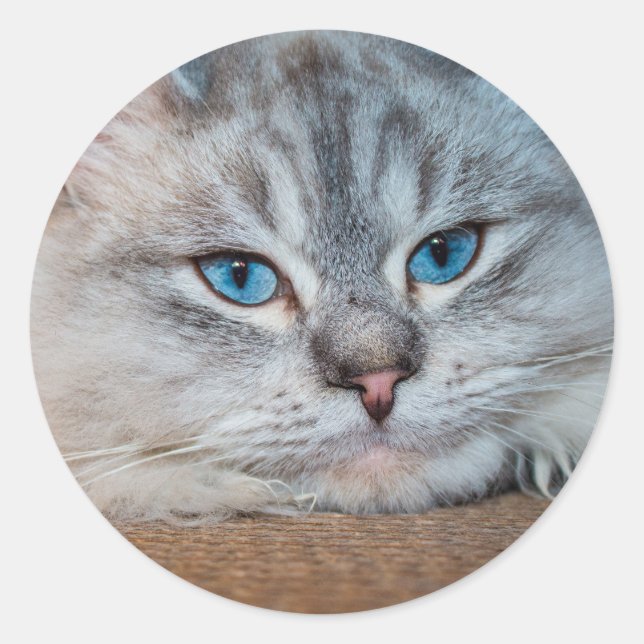Schöne katzenblaue Augen Runder Aufkleber (Vorderseite)